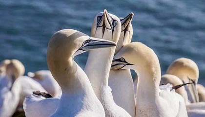 ng28下载-申花董事长：今年压力有些早 有些大，这是申花重生的代价