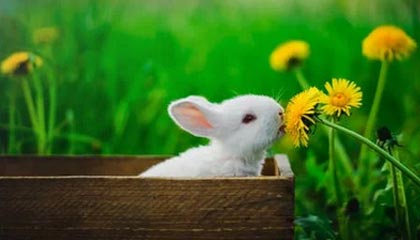 ng28官网-【奥运会】女足综述：加拿大爆冷胜美国 瑞典进决赛